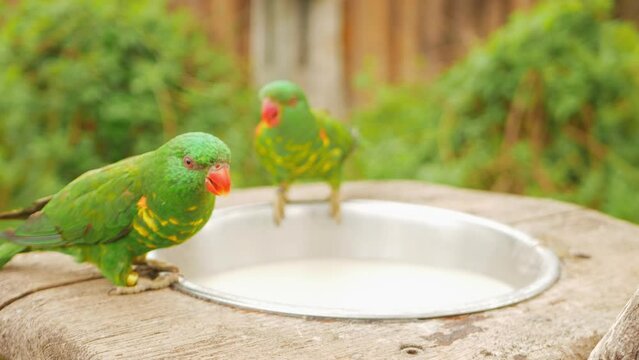 Beautiful Australian parrot multicolored, close up, portrait. Two parrots drinking.