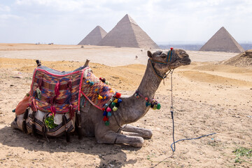 Camello y vista de las pirámides de Guiza en El Cairo, Egipto