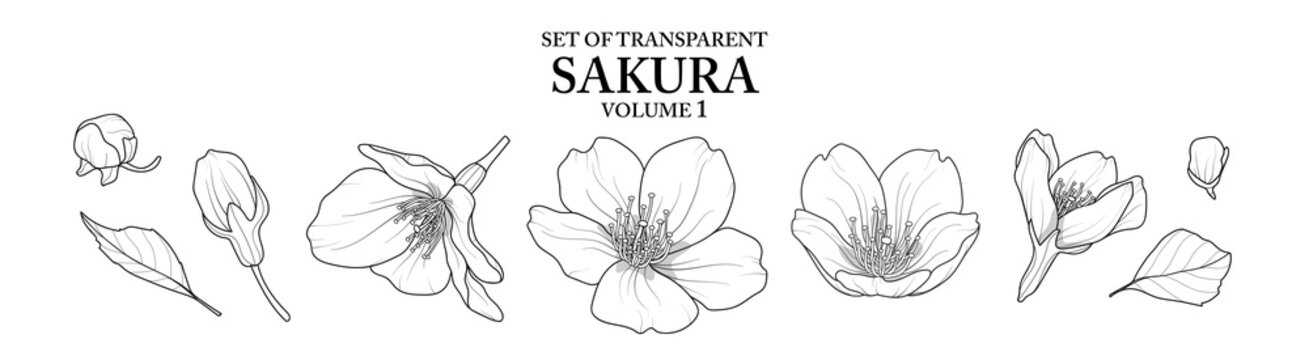 Cute Hand Drawn Isolated Black Outline Of Sakura On Transparent Background Png File (Volume 1)