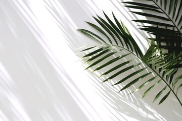 palm tree leaves