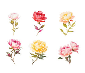 Set of watercolor peonies. On a white background. Bright hand drawn botanical illustration. Realistic isolated objects. Generative AI