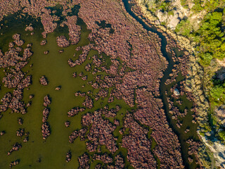 Gediz delta fishermen live in the river among the reeds.