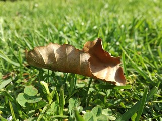 Suchy liść na trawie