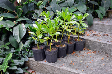 Potted plants on the step of the stairs