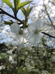 Białe kwiaty wiśni © Julia