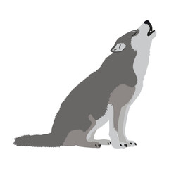 Realistic vector wolf howling illustration