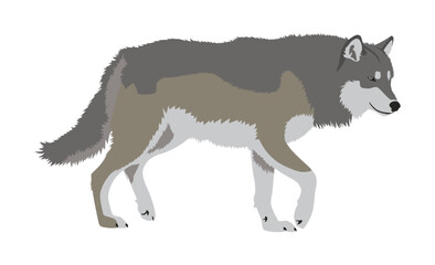 Realistic wolf vector illustration
