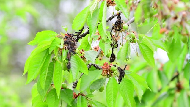 Caterpillar Infestation in South France, a Cherry Tree Ravaged by Pests, Destructive pests in the garden
