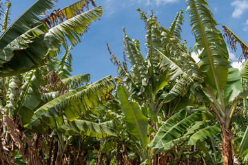 Tops of banana trees against a blue sky in Nairobi, Kenya at a plantation farm