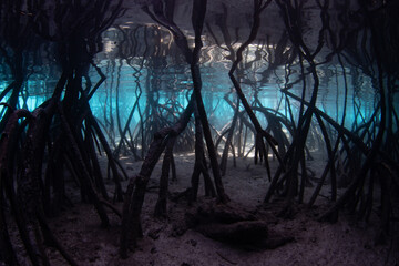 Light filters underwater into the shadows of a dark mangrove forest growing in Raja Ampat, Indonesia. Mangroves are vital marine habitats that serve as nurseries and filter runoff from the land.