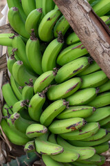 Unripe bananas from a banana tree in Kenya, Africa