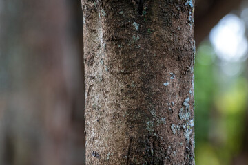 Filicium Decipiens Thika Palm tree (also known as Kamiti) Kenya, Africa