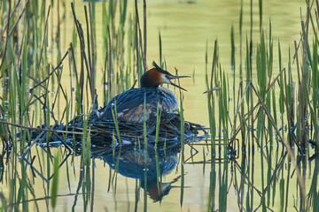 Great Crested Grebe (Podiceps cristatus). Grebe sits in a nest with its beak open