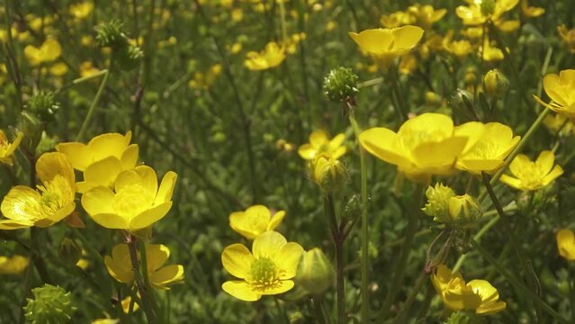 Blooming yellow plants among green grass
