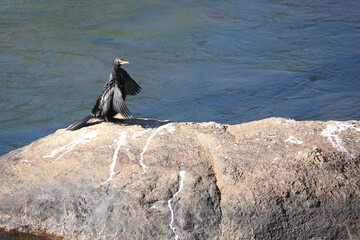 Obraz premium Riedscharbe / Reed cormorant / Phalacrocorax africanus