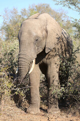 Afrikanischer Elefant / African elephant / Loxodonta africana