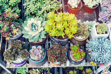 Miniature succulent plants (succulent cactus) at the garden