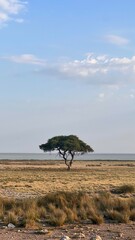 Tree in Africa - obrazy, fototapety, plakaty
