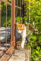 Funny cat hiding in broken bars
