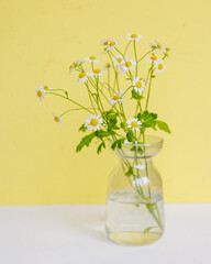 blooming daisies in glass vase on yellow background. still life composition of white flowers. florist plant care. gift for birthday and mother's day, March 8. cute wildflowers