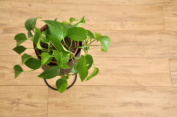 planta verde em vaso 