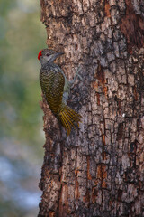 Goldschwanzspecht / Golden-tailed woodpecker / Campethera abingoni