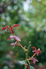 close-up of sprouting new growth after pruning rose plant, trim or cut away slightly above the growth eye or bud in the branch, selective focus with blurry background and copy space