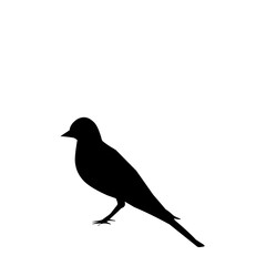 Bird Silhouette 