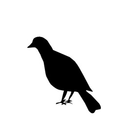Bird Silhouette 