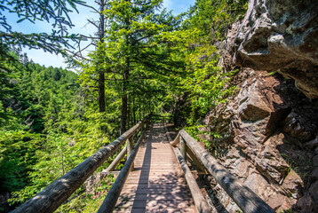 A wooden foot bridge made of logs through the forest at Victoria Park in Truro, Nova Scotia. 