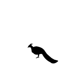 Bird Silhouette 