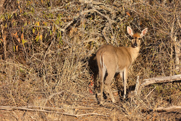 Kronenducker / Common duiker / Sylvicapra grimmia