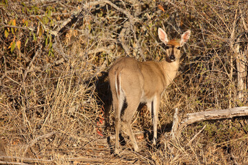 Kronenducker / Common duiker / Sylvicapra grimmia