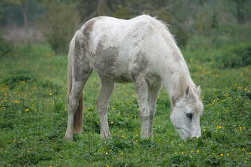 Obraz na płótnie Canvas Un cheval blanc et gris broute de l'herbe