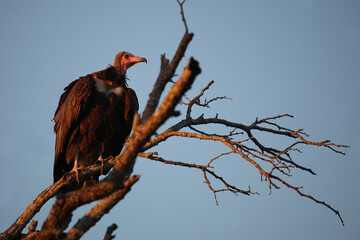 Kappengeier / Hooded vulture / Necrosyrtes monachus.