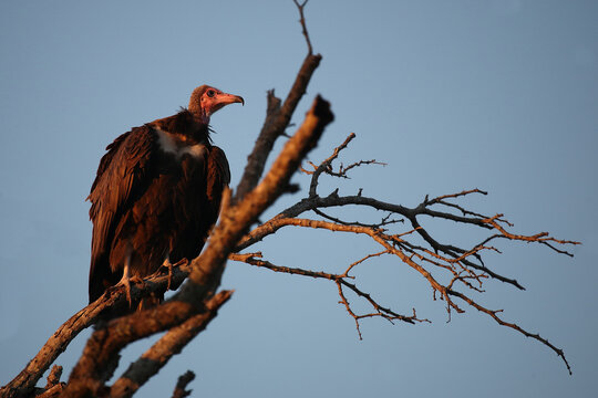 Kappengeier / Hooded vulture / Necrosyrtes monachus.