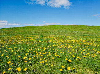 dandelions on a meadow during spring time, blue sky with some clouds