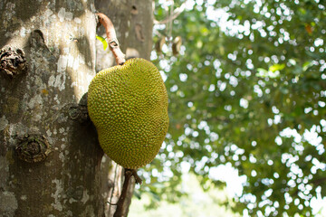 Jackfruit and jackfruit trees are hanging from a branch