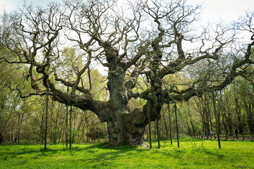  The 1000 year Mighty Oak Tree seen during springtime. Many suspension poles are seen holding up...