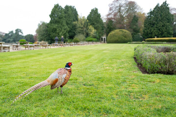 Isolated view of an almost tame cock Pheasant bird seen in the grounds of a once stately home in...