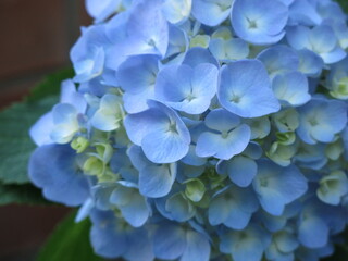 blue-purple hydrangea blooms in the garden in summer