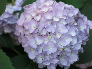 pink-purple hydrangea blooms in the garden in summer