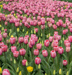 field of tulips