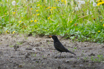 Male eurasian blackbird (Turdus merula) sitting on field in Zurich, Switzerland