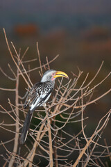 Gelbschnabeltoko / Southern yellow-billed hornbill / Tockus leucomelas