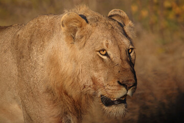 Afrikanischer Löwe / African lion / Panthera leo.