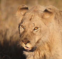 Afrikanischer Löwe / African lion / Panthera leo.