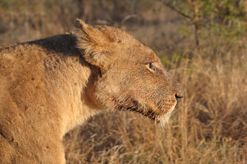 Afrikanischer Löwe / African lion / Panthera leo.