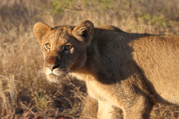 Afrikanischer Löwe / African lion / Panthera leo..