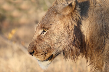 Afrikanischer Löwe / African lion / Panthera leo.